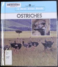 Ostriches 