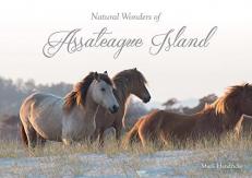 Natural Wonders of Assateague Island 