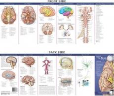 Anatomical Chart Company's Illustrated Pocket Anatomy: Anatomy of the Brain Study Guide 2nd